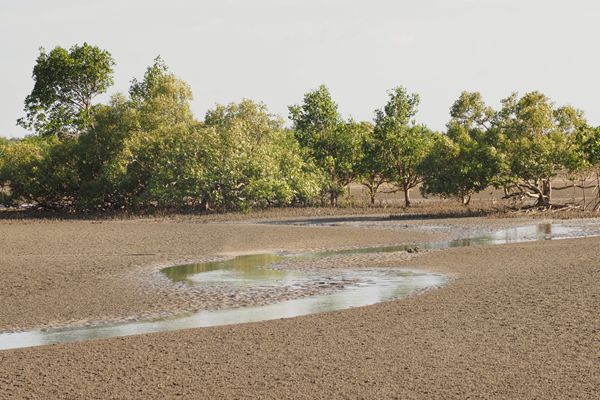 Mangrove bij Darwin, Australië